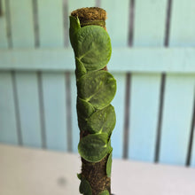 Load image into Gallery viewer, #FR32 Large Rhaphidophora Korthalsii