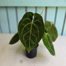 Load image into Gallery viewer, #FR33 Anthurium Dark Forgetii x Silver Blush