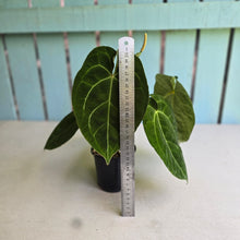 Load image into Gallery viewer, #FR33 Anthurium Dark Forgetii x Silver Blush