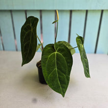 Load image into Gallery viewer, #FR33 Anthurium Dark Forgetii x Silver Blush