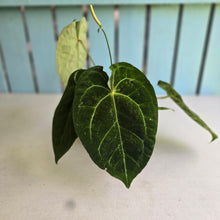 Load image into Gallery viewer, #FR33 Anthurium Dark Forgetii x Silver Blush