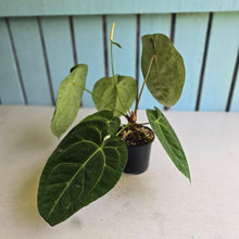Load image into Gallery viewer, #FR33 Anthurium Dark Forgetii x Silver Blush