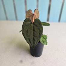 Load image into Gallery viewer, #FR45 Anthurium Papillilaminum x Ace of Spades