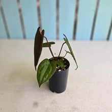 Load image into Gallery viewer, #FR45 Anthurium Papillilaminum x Ace of Spades