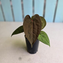 Load image into Gallery viewer, #FR45 Anthurium Papillilaminum x Ace of Spades