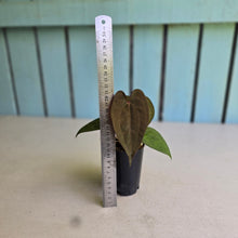 Load image into Gallery viewer, #FR45 Anthurium Papillilaminum x Ace of Spades