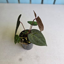 Load image into Gallery viewer, #FR45 Anthurium Papillilaminum x Ace of Spades