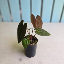 Load image into Gallery viewer, #FR45 Anthurium Papillilaminum x Ace of Spades