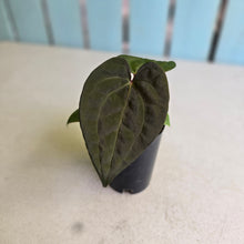Load image into Gallery viewer, #FR23 Anthurium Papillilaminum x Ace of Spades