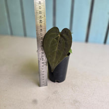 Load image into Gallery viewer, #FR23 Anthurium Papillilaminum x Ace of Spades
