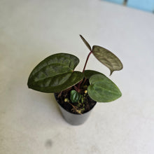 Load image into Gallery viewer, #FR23 Anthurium Papillilaminum x Ace of Spades