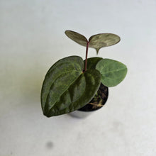Load image into Gallery viewer, #FR23 Anthurium Papillilaminum x Ace of Spades