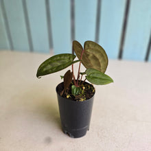 Load image into Gallery viewer, #FR23 Anthurium Papillilaminum x Ace of Spades