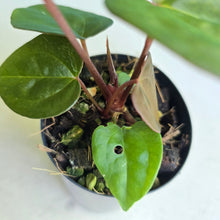 Load image into Gallery viewer, #FR23 Anthurium Papillilaminum x Ace of Spades