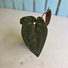 Load image into Gallery viewer, #FR11 Anthurium Papillilaminum x Ace of Spades
