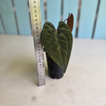 Load image into Gallery viewer, #FR11 Anthurium Papillilaminum x Ace of Spades