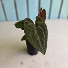 Load image into Gallery viewer, #FR11 Anthurium Papillilaminum x Ace of Spades