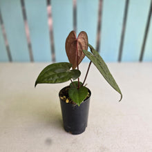 Load image into Gallery viewer, #FR11 Anthurium Papillilaminum x Ace of Spades