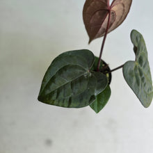 Load image into Gallery viewer, #FR11 Anthurium Papillilaminum x Ace of Spades