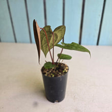 Load image into Gallery viewer, #FR11 Anthurium Papillilaminum x Ace of Spades