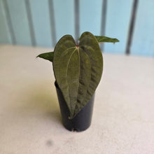 Load image into Gallery viewer, #FR26 Anthurium Papillilaminum x Ace of Spades