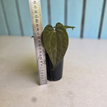 Load image into Gallery viewer, #FR26 Anthurium Papillilaminum x Ace of Spades