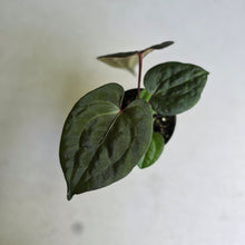 Load image into Gallery viewer, #FR26 Anthurium Papillilaminum x Ace of Spades