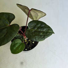 Load image into Gallery viewer, #FR26 Anthurium Papillilaminum x Ace of Spades