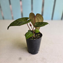Load image into Gallery viewer, #FR26 Anthurium Papillilaminum x Ace of Spades