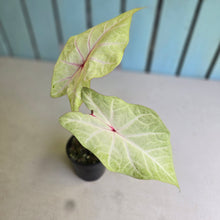 Load image into Gallery viewer, #RD33 Caladium