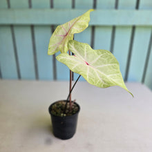 Load image into Gallery viewer, #RD33 Caladium