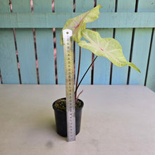 Load image into Gallery viewer, #RD33 Caladium