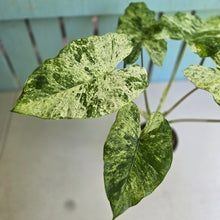 Load image into Gallery viewer, #RD26 Alocasia Odora Batik