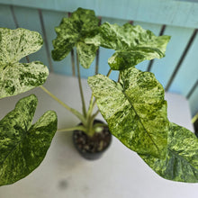 Load image into Gallery viewer, #RD26 Alocasia Odora Batik