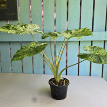 Load image into Gallery viewer, #RD26 Alocasia Odora Batik