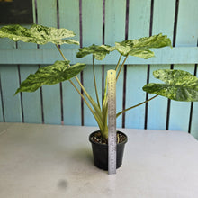 Load image into Gallery viewer, #RD26 Alocasia Odora Batik