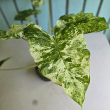 Load image into Gallery viewer, #RD26 Alocasia Odora Batik