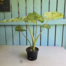 Load image into Gallery viewer, #RD26 Alocasia Odora Batik