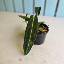 Load image into Gallery viewer, #RA5 Anthurium Warocqueanum - Possibly Dark/Narrow, Possibly Normal