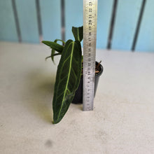 Load image into Gallery viewer, #RA5 Anthurium Warocqueanum - Possibly Dark/Narrow, Possibly Normal