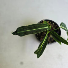 Load image into Gallery viewer, #RA5 Anthurium Warocqueanum - Possibly Dark/Narrow, Possibly Normal