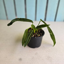 Load image into Gallery viewer, #RA5 Anthurium Warocqueanum - Possibly Dark/Narrow, Possibly Normal