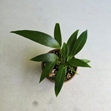 Load image into Gallery viewer, #RD24 Multi-headed Anthurium Rupicola