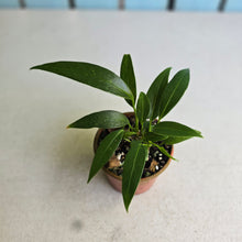 Load image into Gallery viewer, #RD24 Multi-headed Anthurium Rupicola