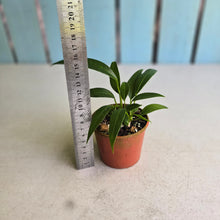 Load image into Gallery viewer, #RD24 Multi-headed Anthurium Rupicola