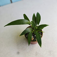 Load image into Gallery viewer, #RD24 Multi-headed Anthurium Rupicola