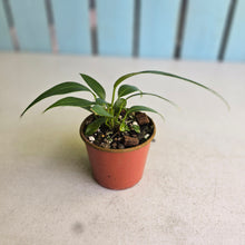Load image into Gallery viewer, #RD24 Multi-headed Anthurium Rupicola