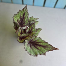Load image into Gallery viewer, #R67 Begonia Arctic Snow