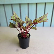 Load image into Gallery viewer, #R67 Begonia Arctic Snow