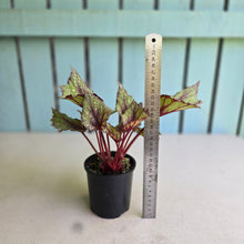 Load image into Gallery viewer, #R67 Begonia Arctic Snow